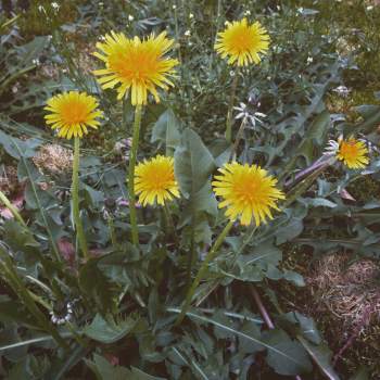 Dandelions